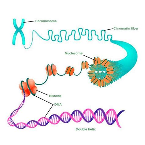 naked dna is called chromatin|Chromatin